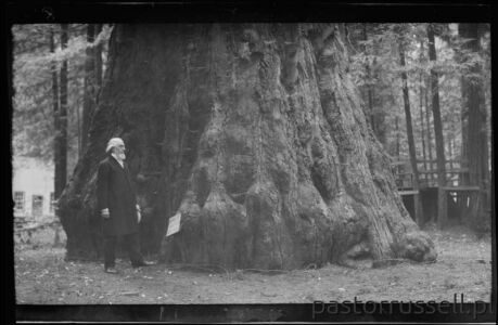 I36 - 1911, June 24 - Santa Cruz, CA, Grove Of Tall Trees Wynik